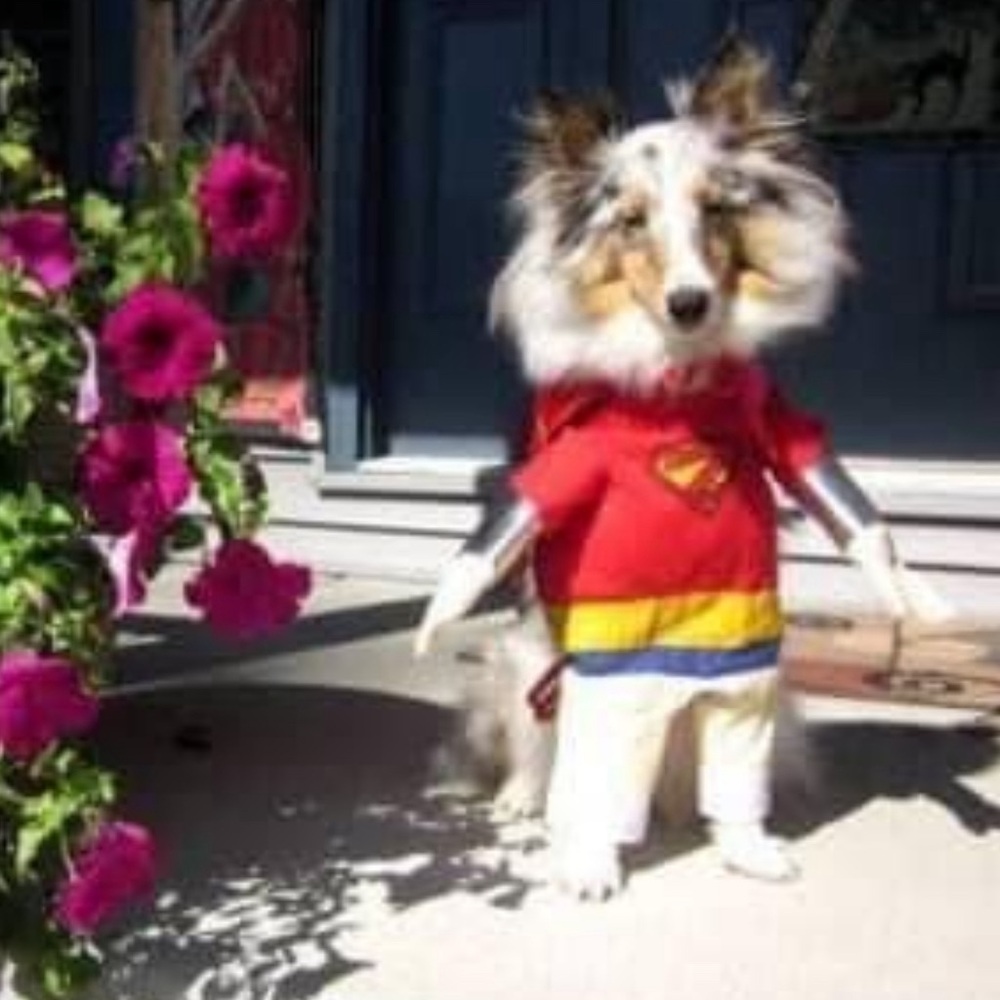 Pet Superhero Superman Halloween Costume Size M